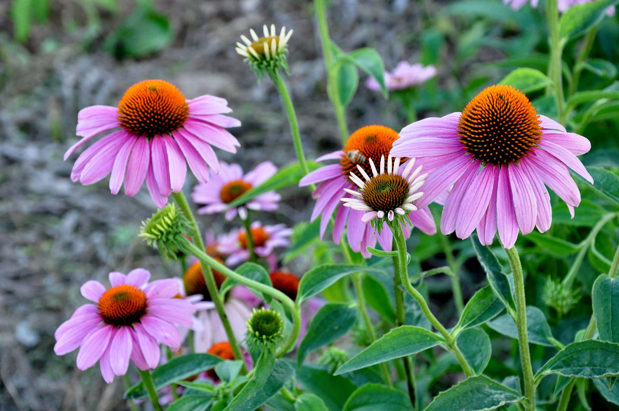 Pink Echinacea flowers with orange-brown centers, showcasing sustainable land management practices for healthy horse pastures.