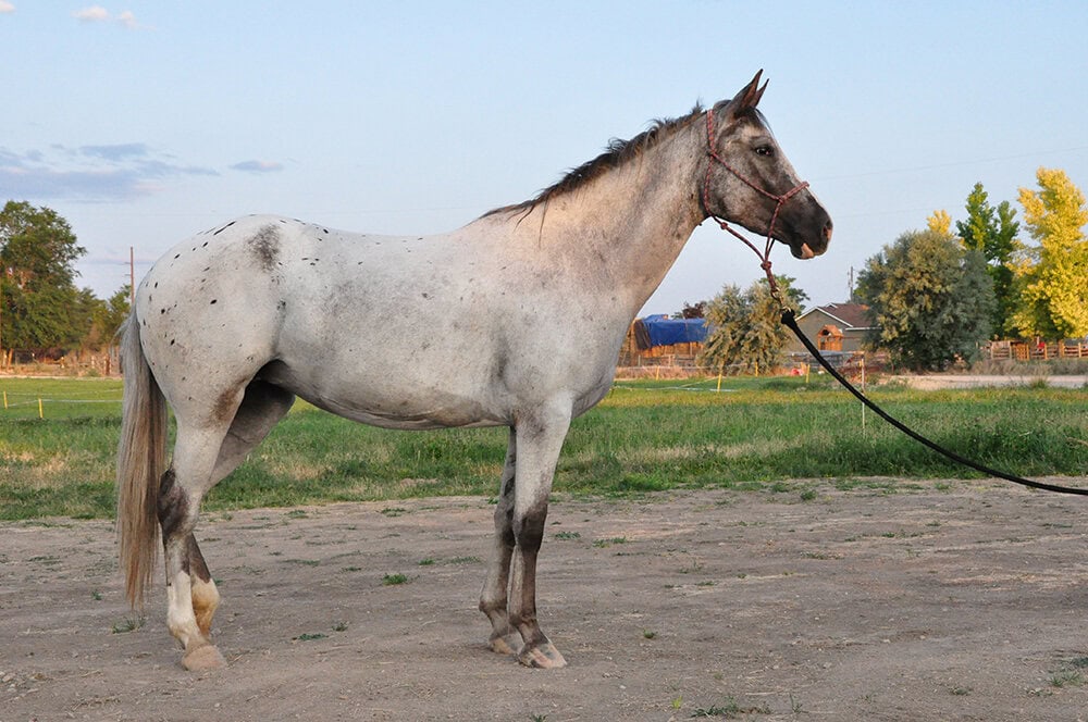 Mesa, a gray mustang horse trained by Matt Livengood