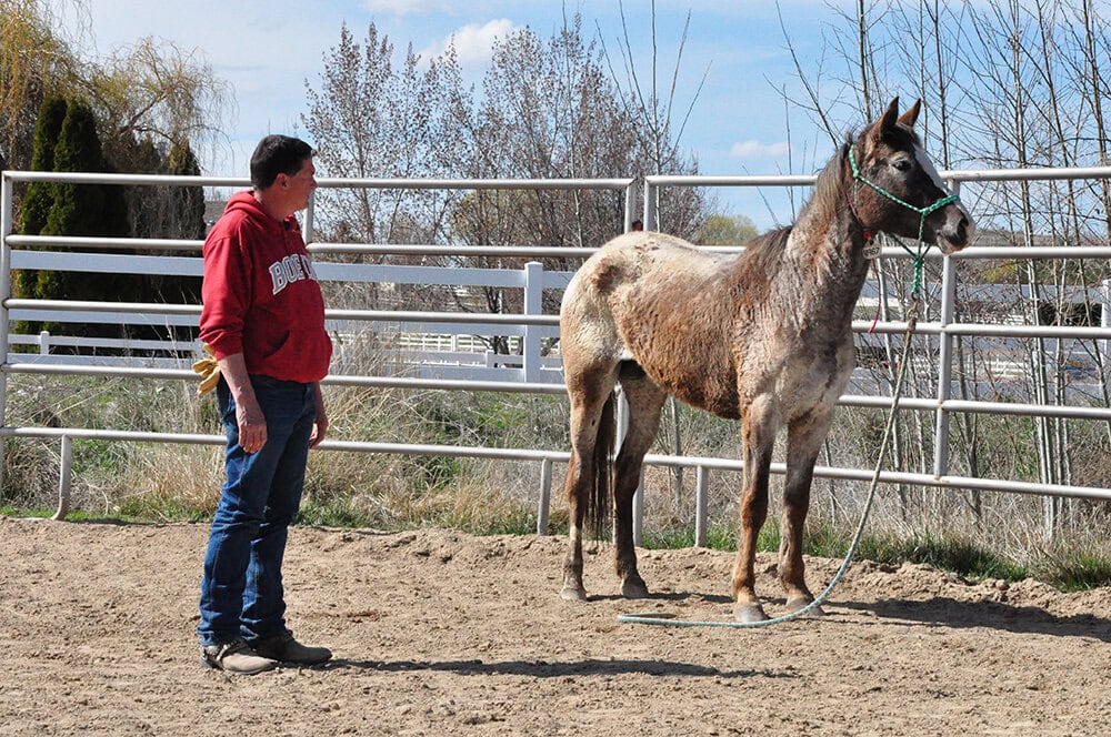 Matt Livengood working with his mustang Mesa in a roundpen